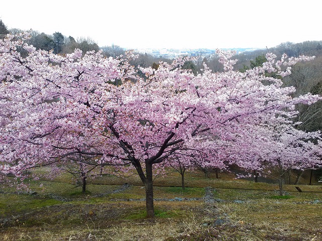 河津桜 満開 遊園電子工房ブログ 枡形山の麓から